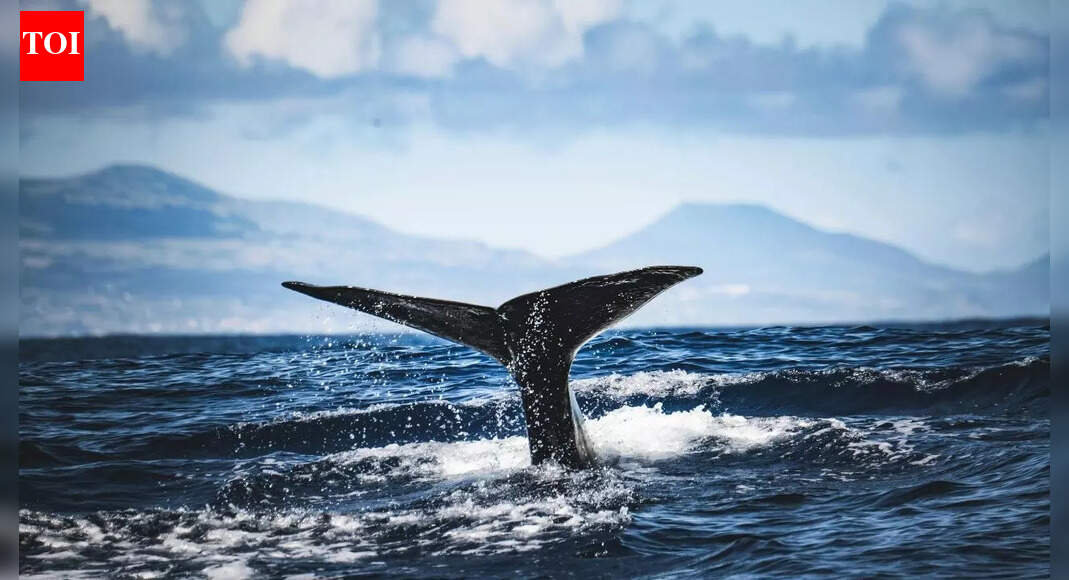 5,000-year-old whale bones and harpoons reveal organised whaling