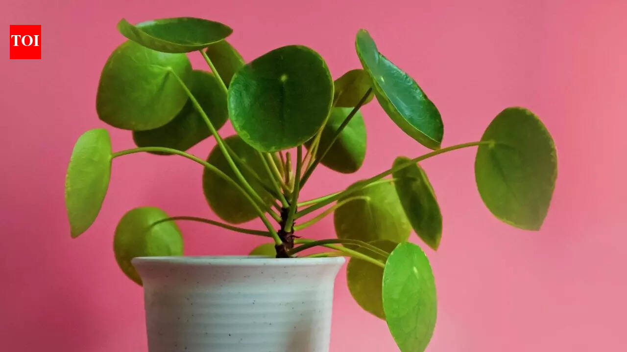 How to naturally revive yellowing money plants: Step-by-step guide using coal ash and baking soda