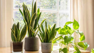 7 auspicious plants that can bring wealth and positive energy into your home