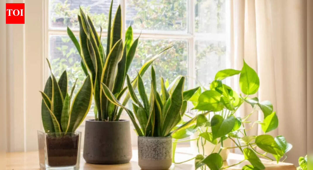 7 auspicious plants that can bring wealth and positive energy into your home