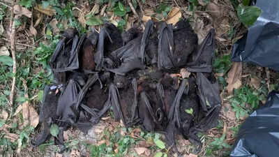 NSW heatwave kills hundreds of flying foxes, orphaning baby bats