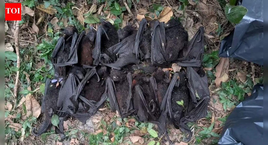 NSW heatwave kills hundreds of flying foxes, orphaning baby bats