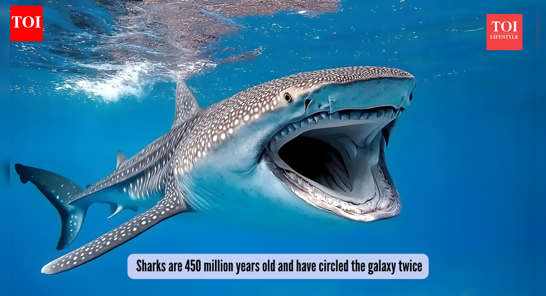 Older than trees! Sharks are 450 million years old and have circled the galaxy twice