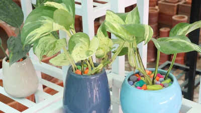 How to take care of a money plant in the winter season