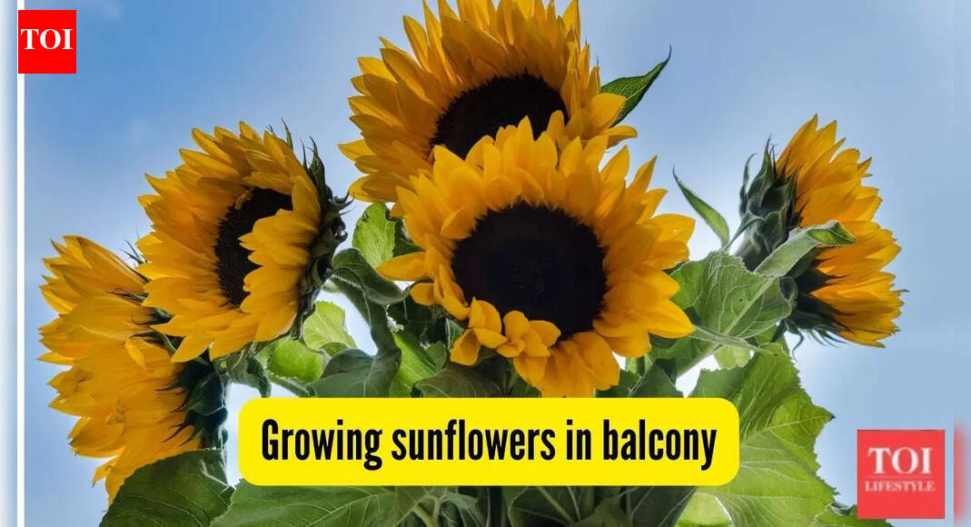 Can you grow sunflowers on your flat’s balcony? Here’s how to make them bloom