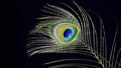 These birth dates should keep Peacock feather with them