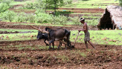 Farmer suicides in Marathwada:  1,129 deaths recorded in 2025, the highest in 5 years; Beed worst hit at 256