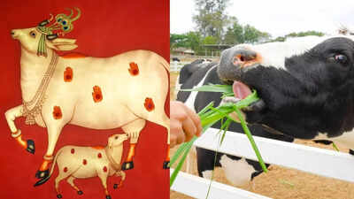 Why are cows worshipped in Sanatan dharma? Why should you feed cows as per Hindu culture?