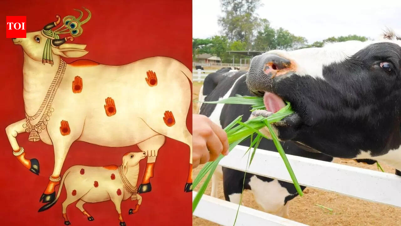 Why are cows worshipped in Sanatan dharma? Why should you feed cows as per Hindu culture?