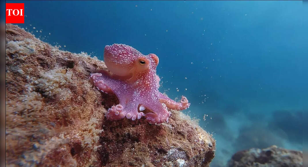 Octopus: One of the smartest animals on Earth that can solve puzzles and plan ahead |