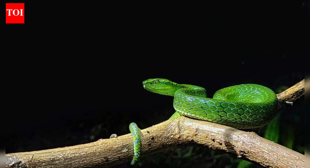 Snakes that can survive in cold climates; from Siberian Pit Viper to Western Fox Snake