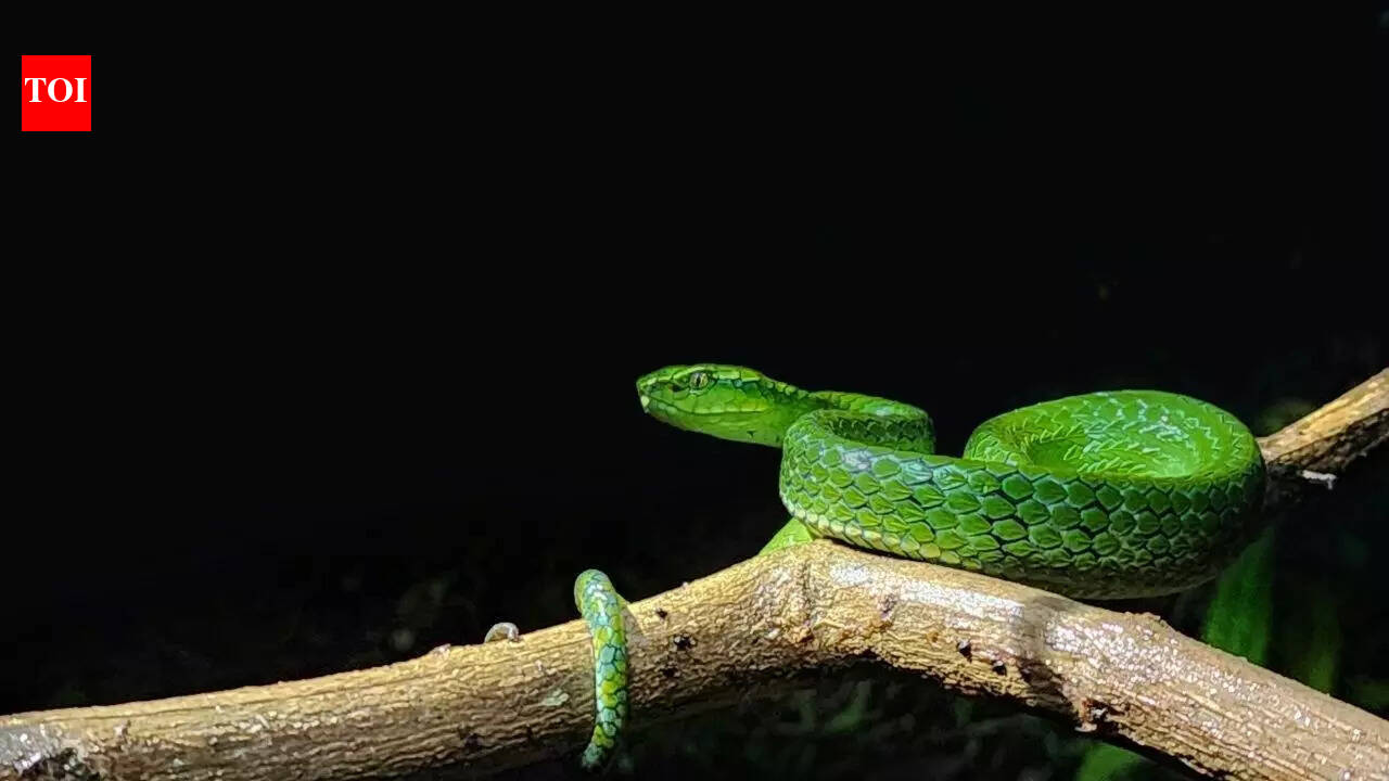 Snakes that can survive in cold climates; from Siberian Pit Viper to ...