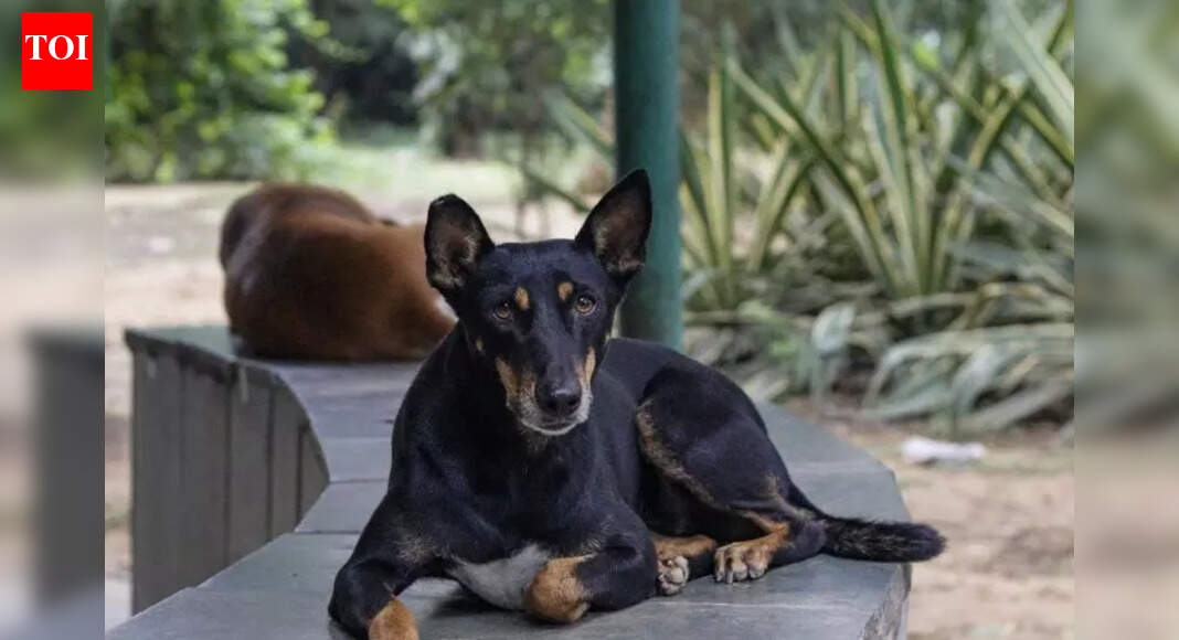 To ward off strays, DU to fence North Campus?