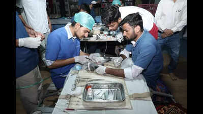 ‘Karuna Abhiyan’ bird rescue drive saves 1,841 birds in Surat