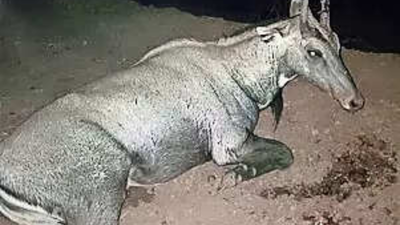 Madhya Pradesh shocker: Nilgai crashes through car windshield, kills 4-year-old sitting in mother’s lap; parents injured