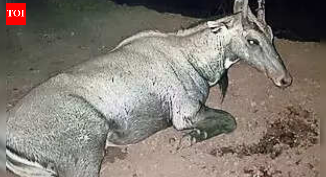 Nilgai crashes through car windshield, kills 4-year-old sitting in mother’s lap