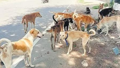 Experts warn: Mass removal of stray dogs could backfire on public health