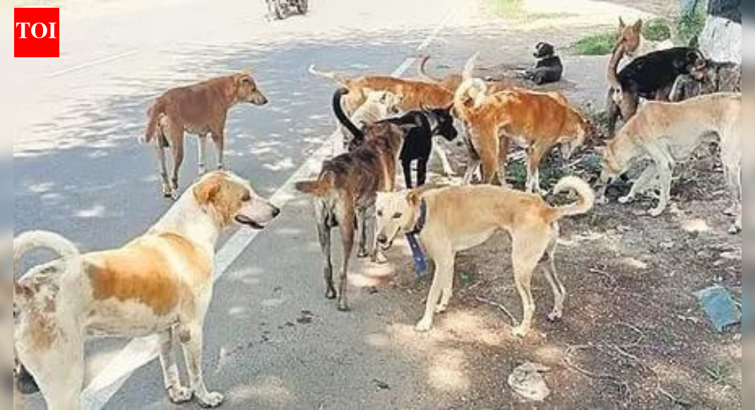 Experts warn: Mass removal of stray dogs could backfire on public health