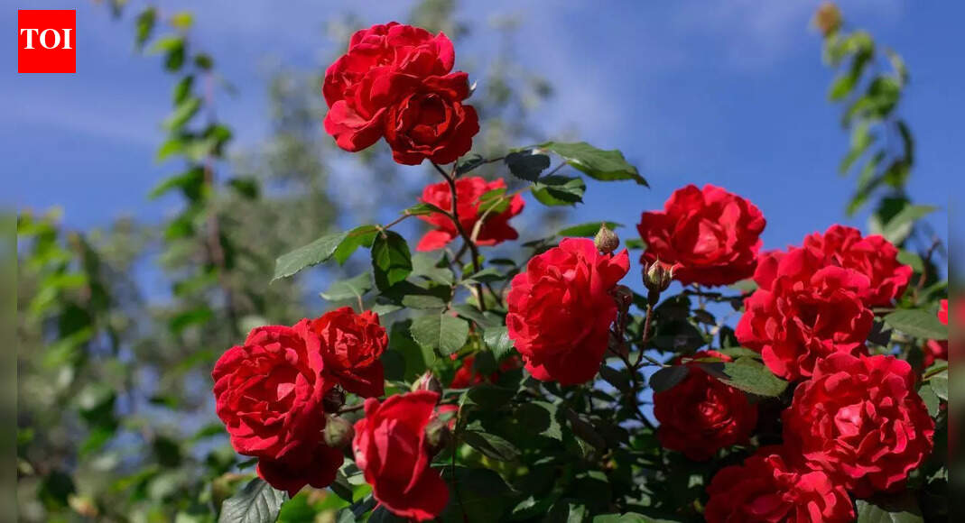 How to protect your rose plants in winter and prevent cold-weather damage