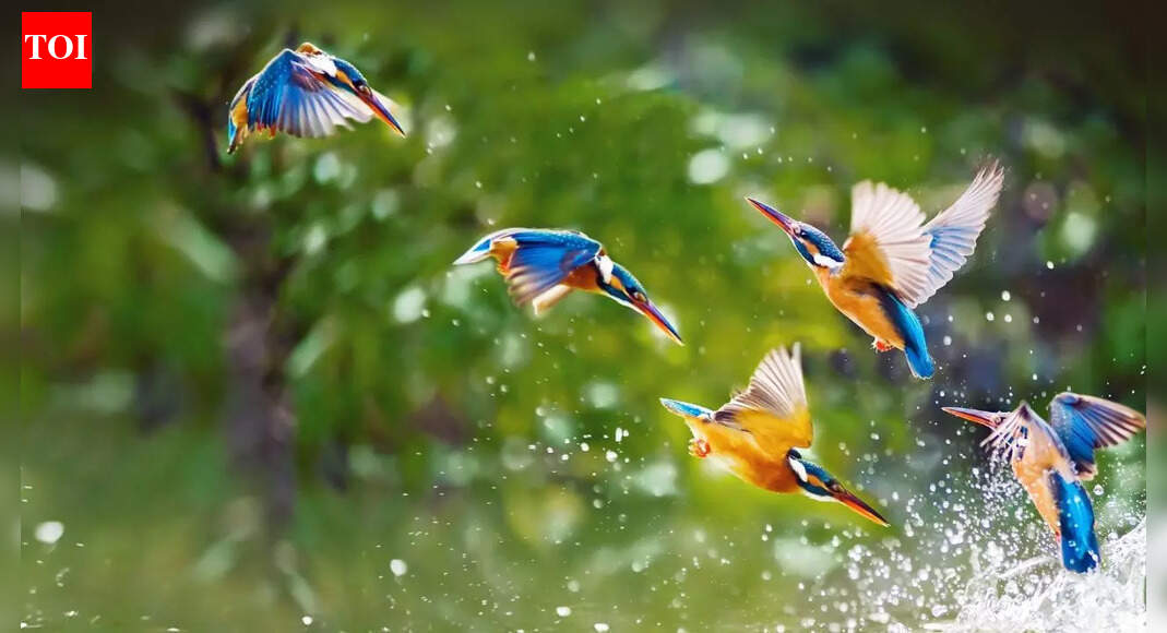 Birds that can regrow feathers: The science behind feather loss and regrowth