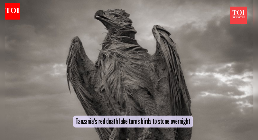 Pink flamingo paradise or death trap? Tanzania's red death lake that turns birds to stone