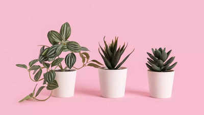 Fake plants that look real: How to choose the best ones and styling ...