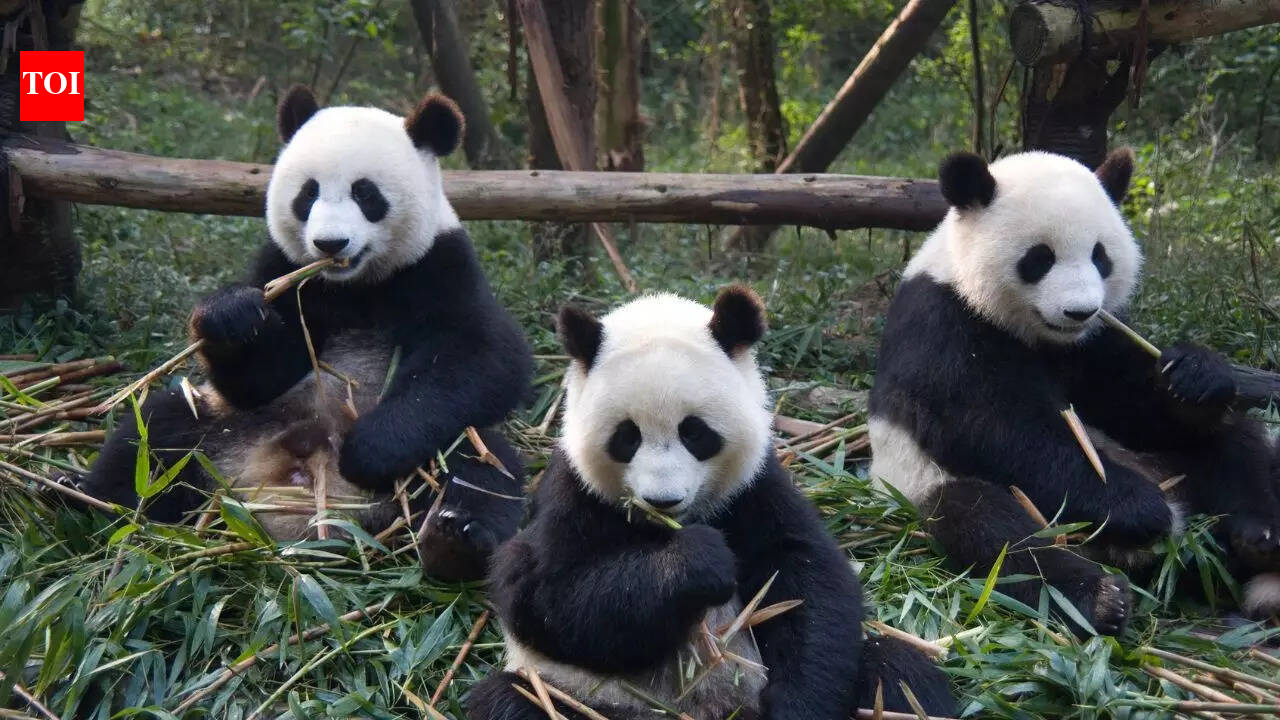 This is what you call a group of pandas  — and you will smile instantly