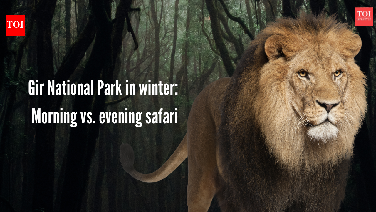 सर्दियों में गिर राष्ट्रीय उद्यान: सुबह बनाम शाम की सफारी, बुकिंग विवरण और कीमतें |