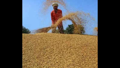 Chhattisgarh cracks down on paddy procurement fraud: 31 officials suspended, FIRs in three districts