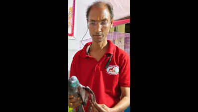 Mumbai: Over 600 birds injured during kite flying festival