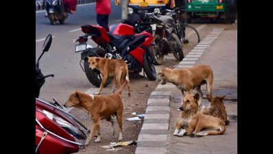 BMC targets anti-rabies vaccine drive for 43k strays | Bhubaneswar News ...