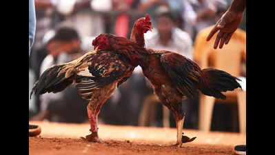 Andhra Pradesh: Meat of defeated Aseel roosters in cockfights fetch festive premium