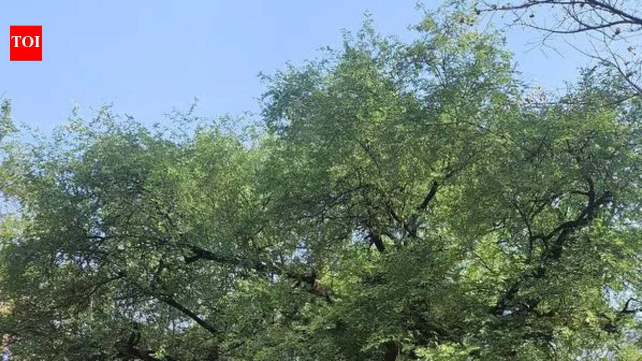 Soon, preservation plots to save vanishing indigenous trees in Haryana ...