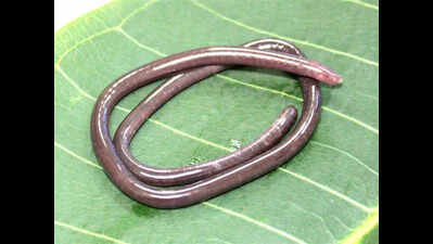 Scientists discover rare caecilian species Gegeneophis valmiki
