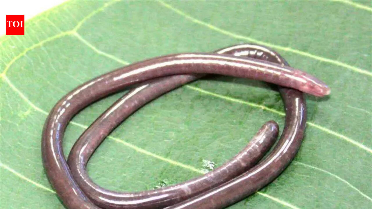 Scientists discover rare caecilian species Gegeneophis valmiki