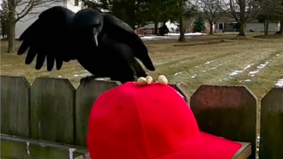  Man trains crows to attack MAGA hats, shares step-by-step guide