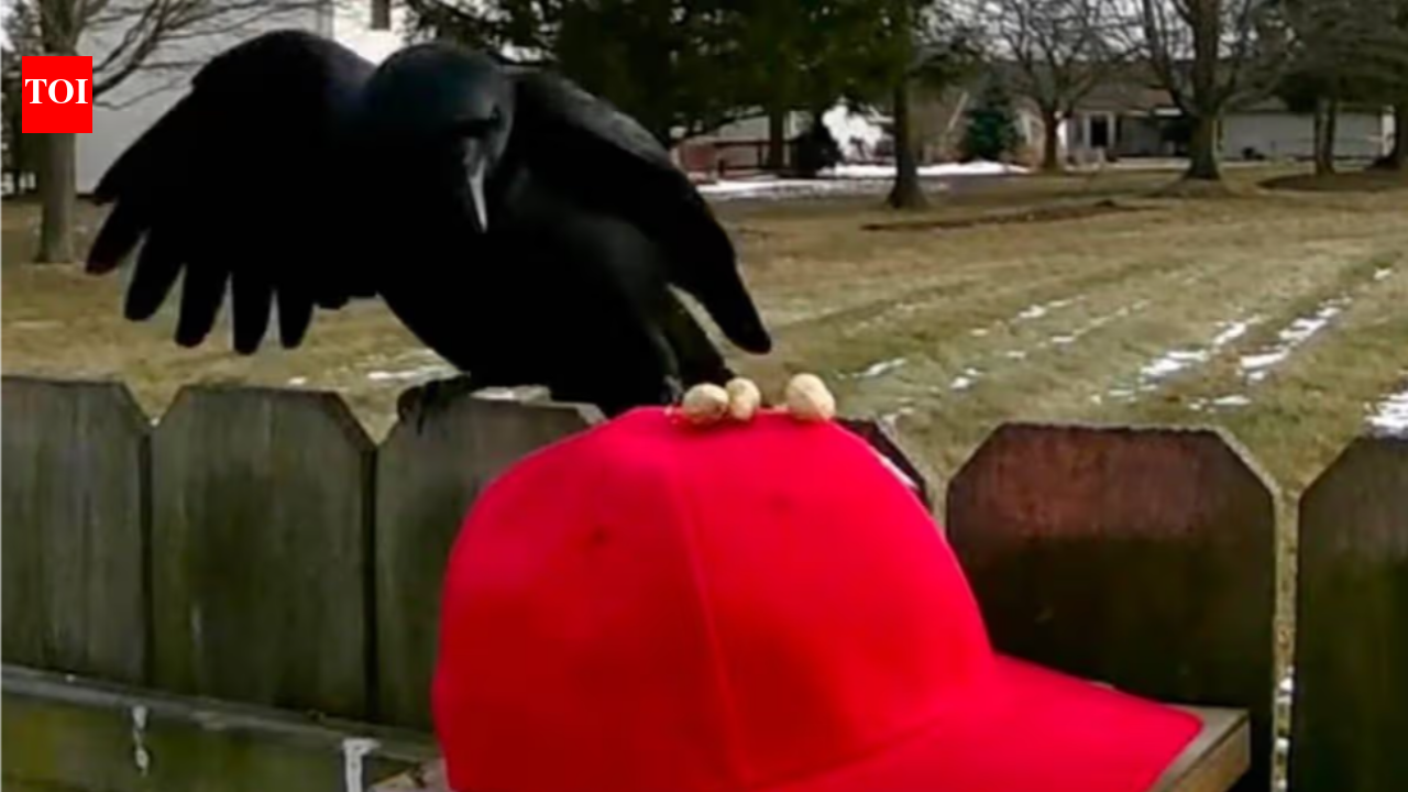 'I have other goals': Man trains crows to attack MAGA hats, shares step-by-step guide