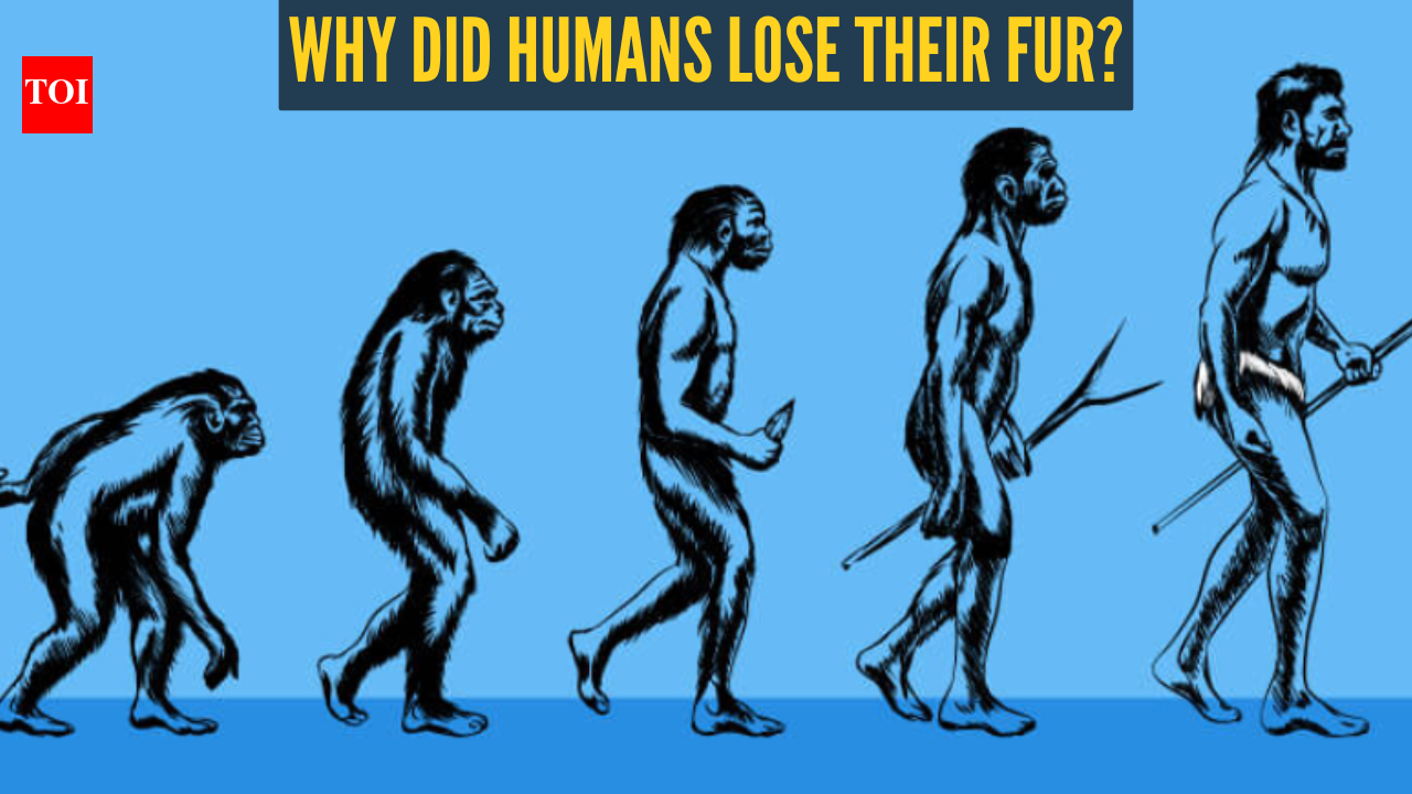 Humans broke one of evolution’s basic rules by losing fur — and survived