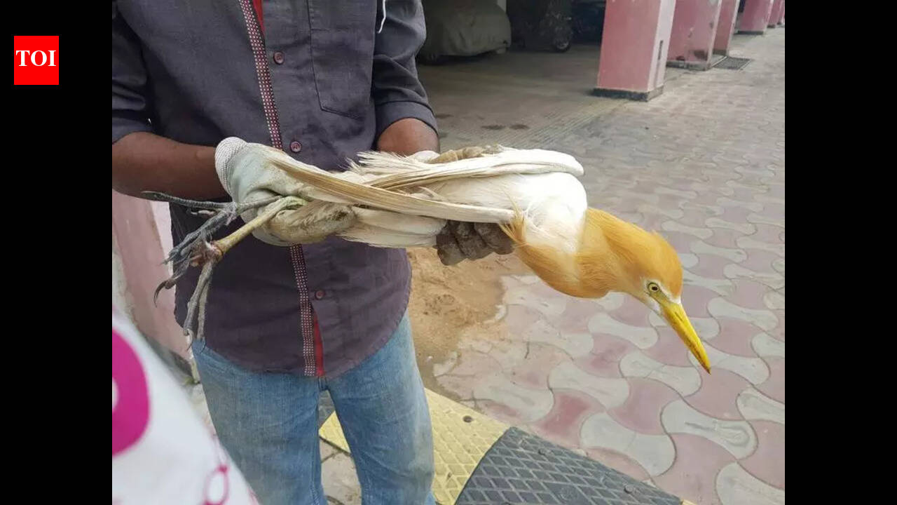 About 100 birds, many of them rare, fall prey to deadly manja on Sankranti