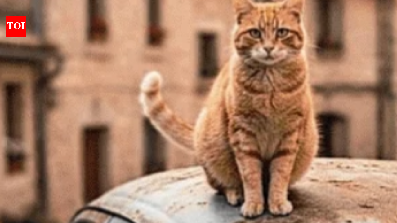 Cats or cars, what should matter more?