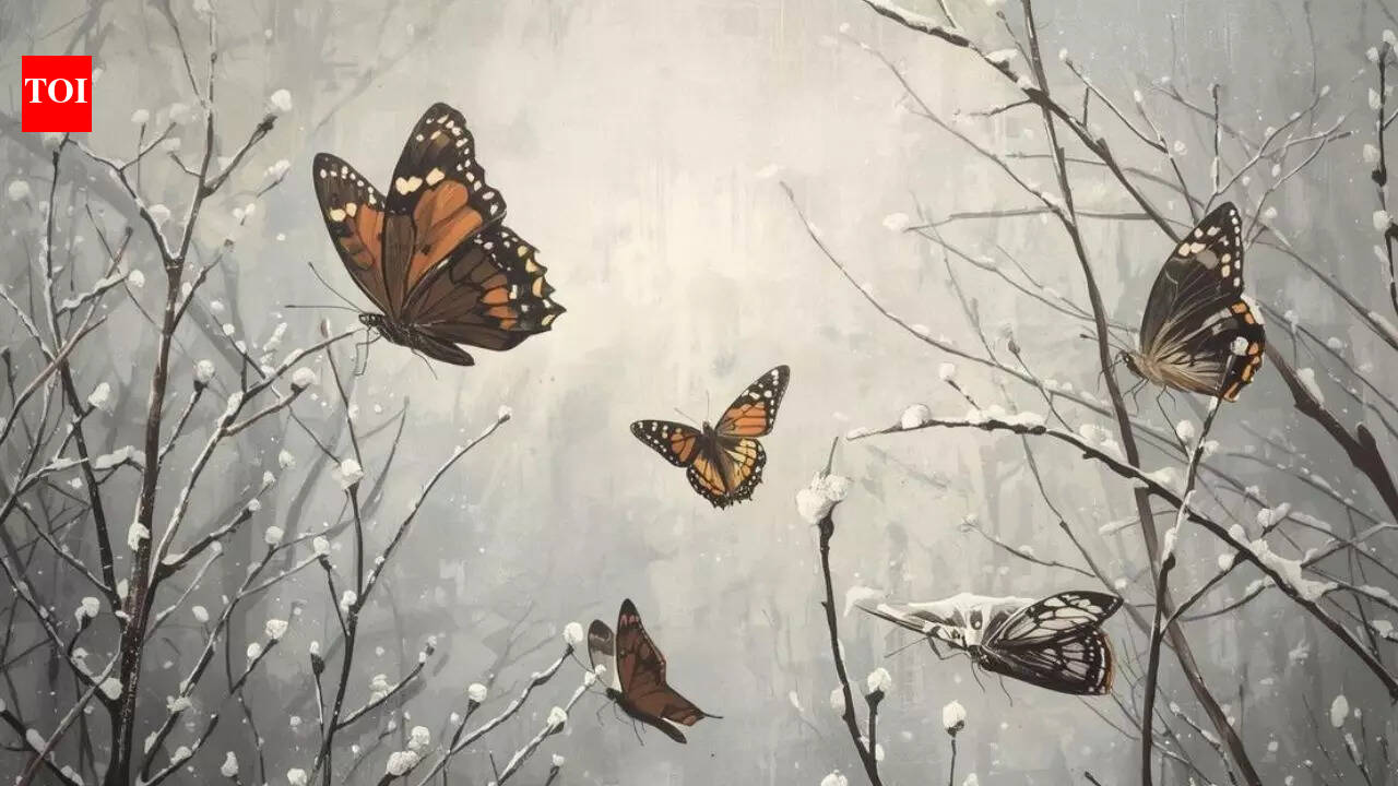 Ever wonder where butterflies disappear to in winter? The answer is