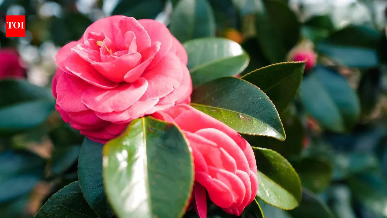 7 पौधे जिन्हें आपको अभी अपने घर से हटा देना चाहिए, खासकर यदि आपके पास बच्चे या पालतू जानवर हैं |