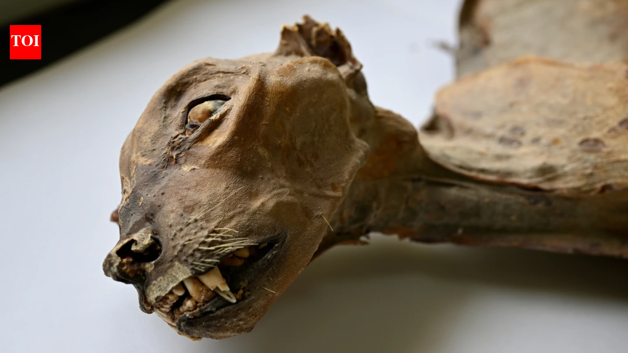 'Never seen before': Cheetah mummies found in Saudi caves - a first for naturally mummified large cats