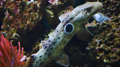  Why epaulette shark encounters are among the most mind-blowing travel experiences