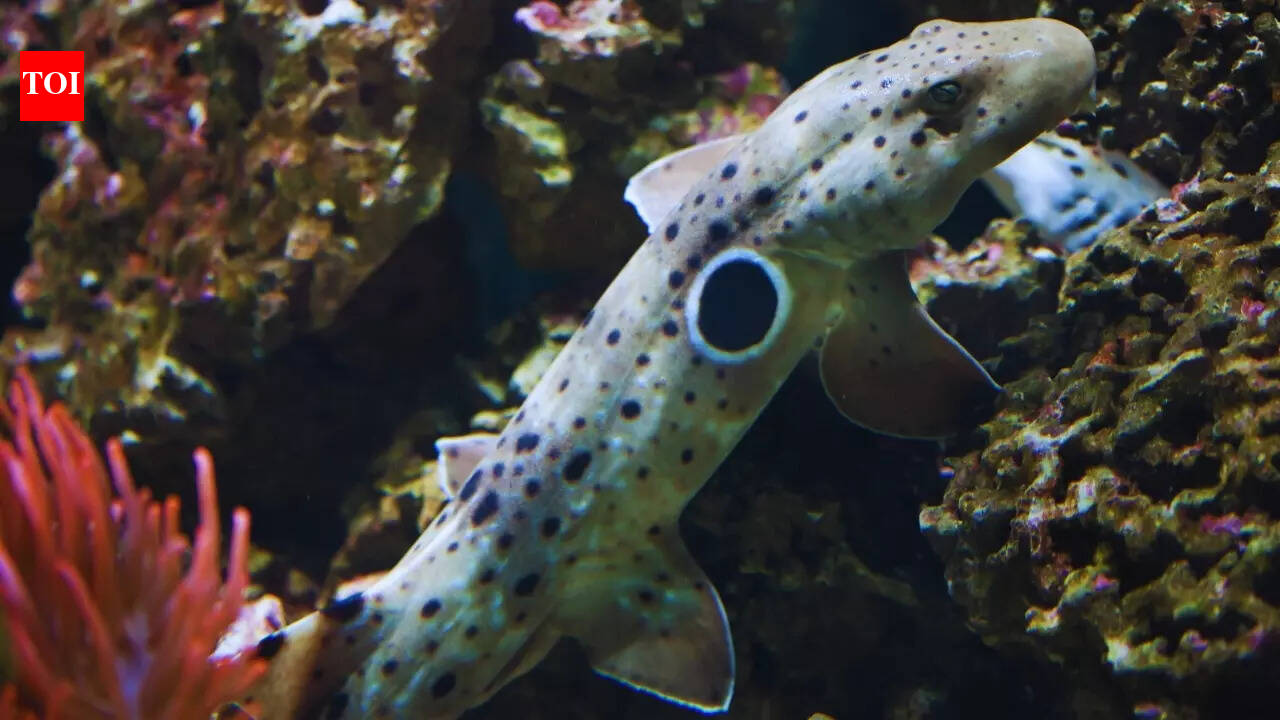 Walking sharks of Australia: Why epaulette shark encounters are among the most mind-blowing travel experiences