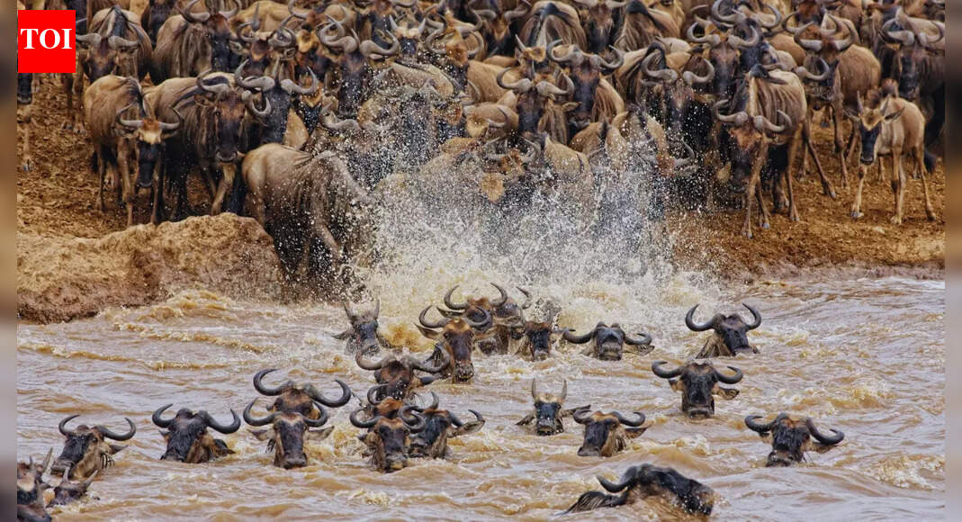 5 places around the world that witness the largest animal gatherings