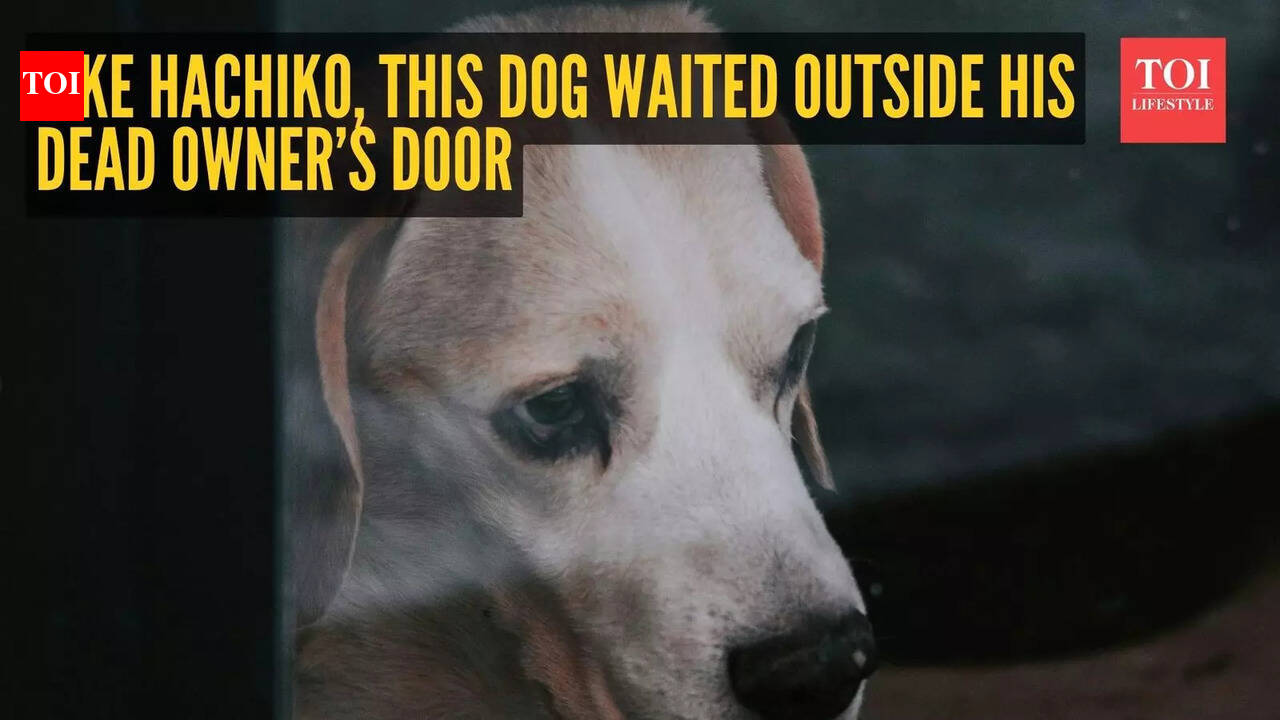 Like Hachiko, this dog waited outside his dead owner’s door - not knowing he would never come back