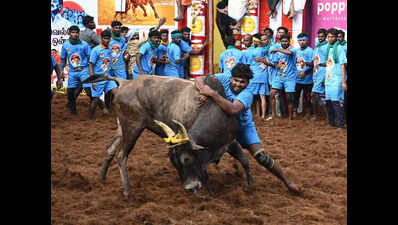 Stalin announces govt jobs for best jallikattu bull tamers