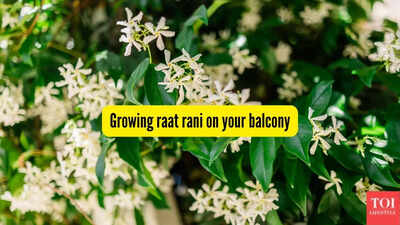 How to grow Raat Rani (Night-Blooming Jasmine) in a pot on your balcony