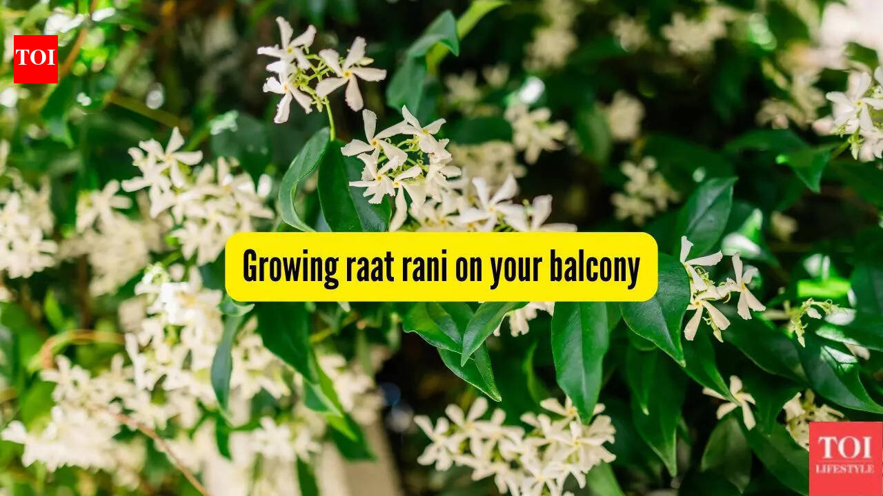 How to grow Raat Rani (Night-Blooming Jasmine) in a pot on your balcony